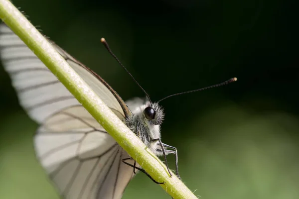 La mariposa blanca de venas negras — Foto de Stock
