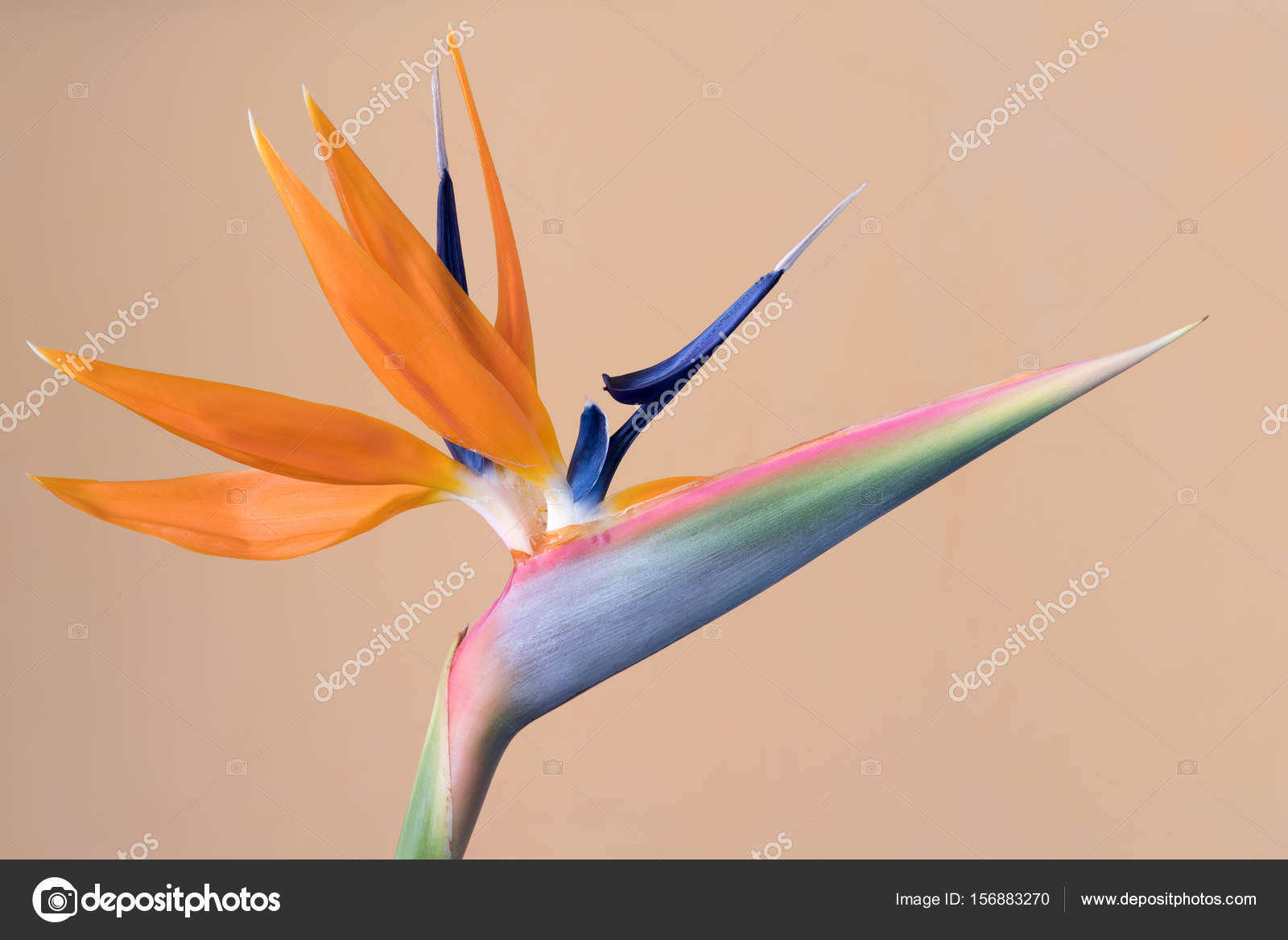 Strelitzia Reginae Fleur Oiseau Du Paradis Photographie