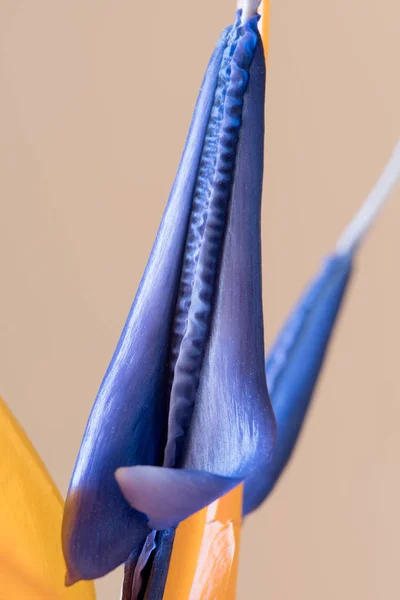 Pétalos de Strelitzia reginae, Pájaro del Paraíso flor — Foto de Stock