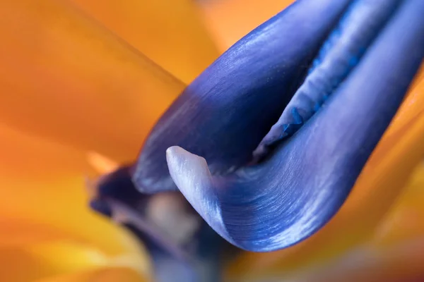 Pétalas de Strelitzia reginae, flor de Pássaro do Paraíso — Fotografia de Stock