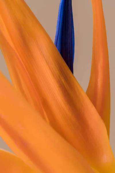 Pétalas de Strelitzia reginae, flor de Pássaro do Paraíso Imagens De Bancos De Imagens Sem Royalties