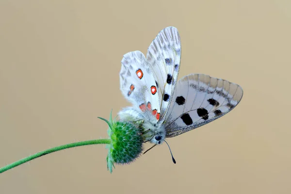 Гора Аполлон (Parnassius apollo) бабочка — стоковое фото