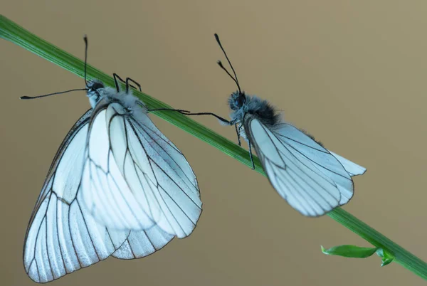 Mariposas blancas con venas negras — Foto de Stock