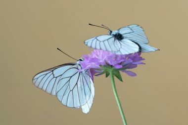 Siyah damarlı beyaz kelebekler (Aporia crataegi) çiçek