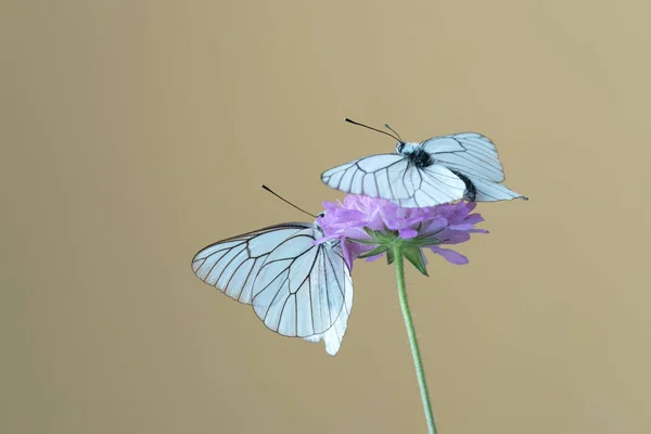 黒い縞模様のある白い蝶 (アポリア crataegi) 花のように — ストック写真