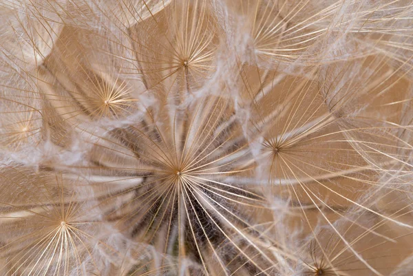 Tragopogon dubius, karahindiba, makro görüntü