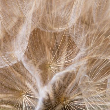 Tragopogon dubius, karahindiba, makro görüntü