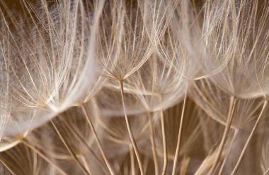 Tragopogon dubius, karahindiba, makro görüntü