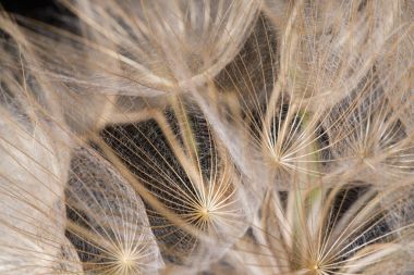 Tragopogon dubius, karahindiba, makro görüntü