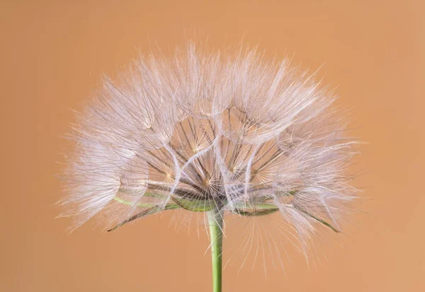 Tragopogon dubius, karahindiba, makro görüntü — Stok fotoğraf