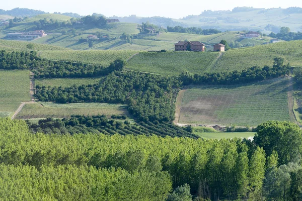 Langhe agricultural landscape, Piedmont, Italy — Stock Photo, Image