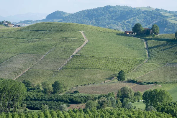 Langhe, 이탈리아의 언덕에 포도 원 — 스톡 사진