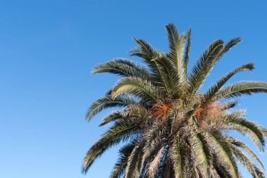 Palmiye ağacı, görüş açısı yüksekliği