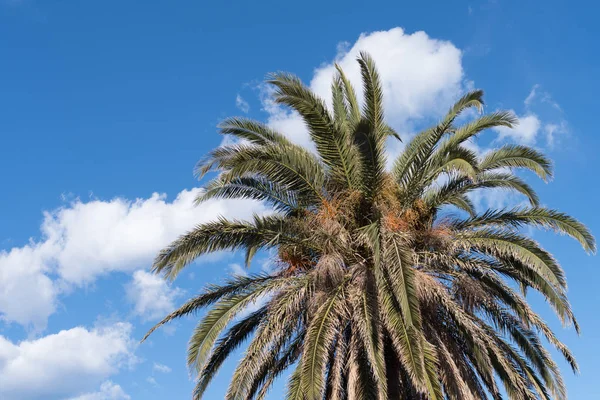 Palm tree, höjd vinkel Visa — Stockfoto