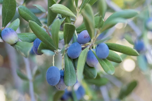 Schwarze Oliven auf dem Zweig — Stockfoto