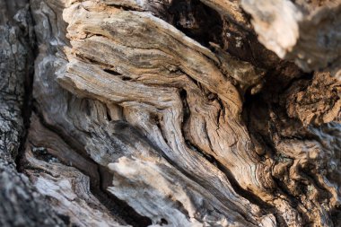 zeytin ağacı kabuğu