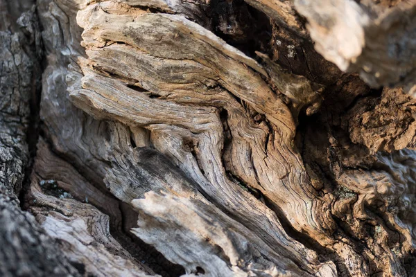 zeytin ağacı kabuğu