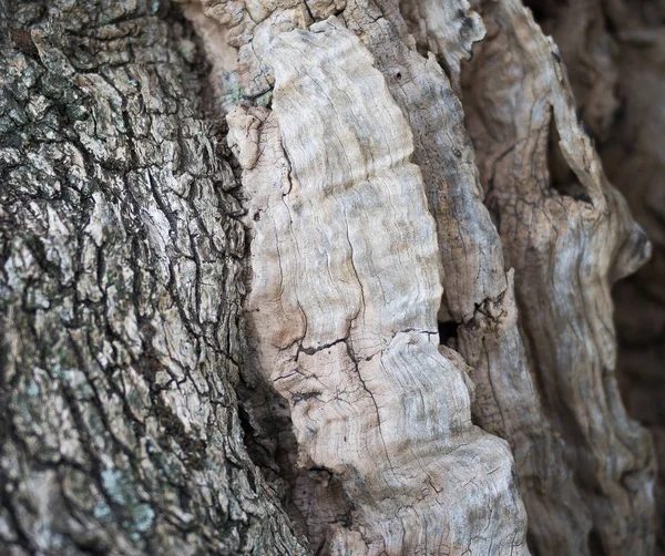 Az Olive Tree Bark — Stock Fotó