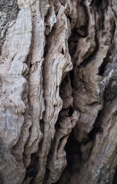 올리브 나무의 껍질 — 스톡 사진