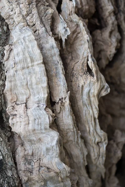 오래 된 올리브 나무의 껍질 — 스톡 사진