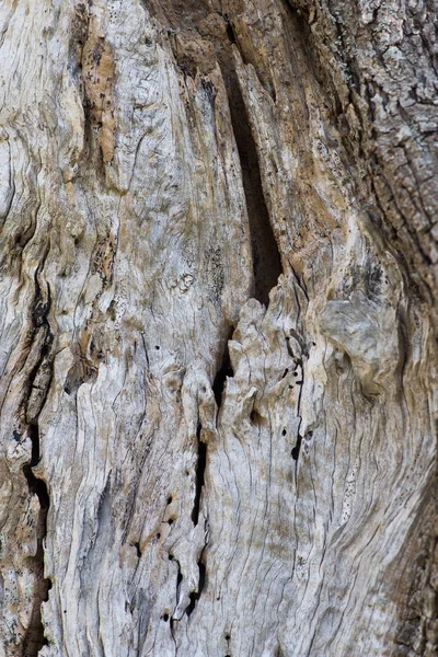 オリーブの木の幹 — ストック写真