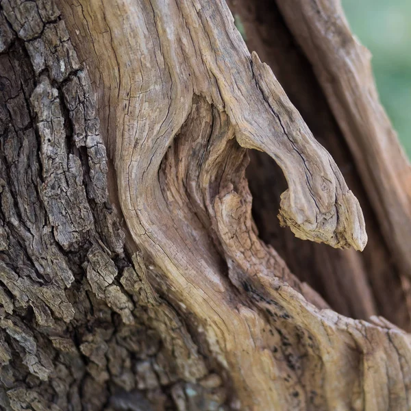 zeytin ağacının gövde