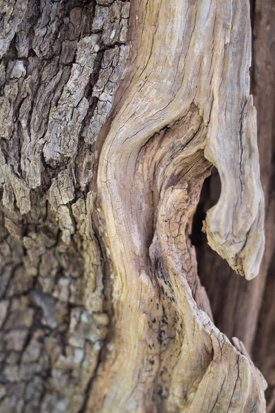 올리브 나무의 껍질 — 스톡 사진