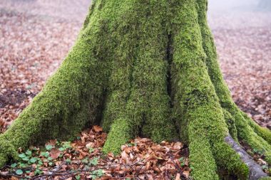moss için ormanda Ağaç kökleri