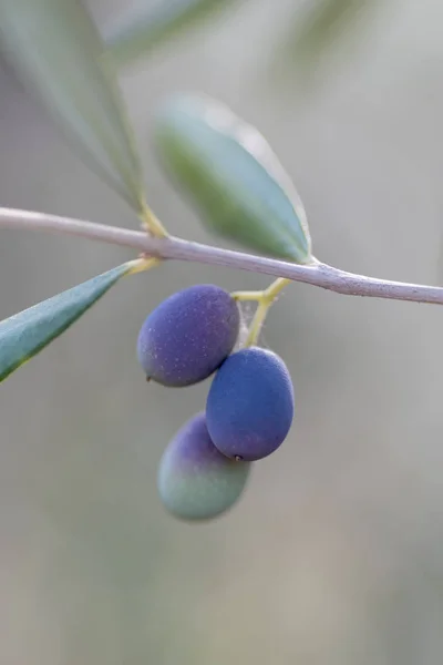 Olive sul ramo, macro immagine — Foto Stock