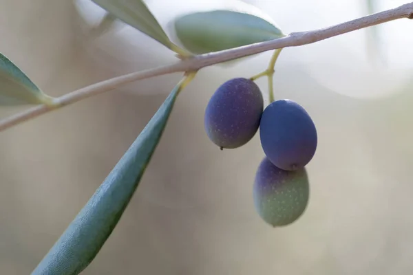 不成熟的橄榄，宏观图像 — 图库照片