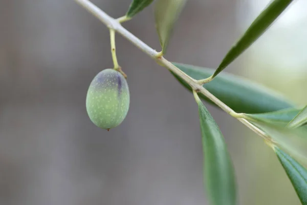Onrijpe olive, macro opname — Stockfoto