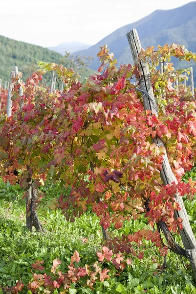Weinberg im Herbst — Stockfoto