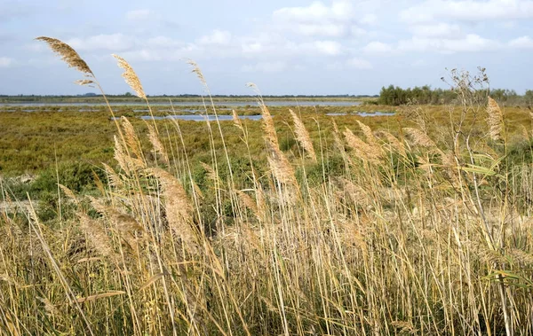 Camargue wild landschap aan herfst — Stockfoto