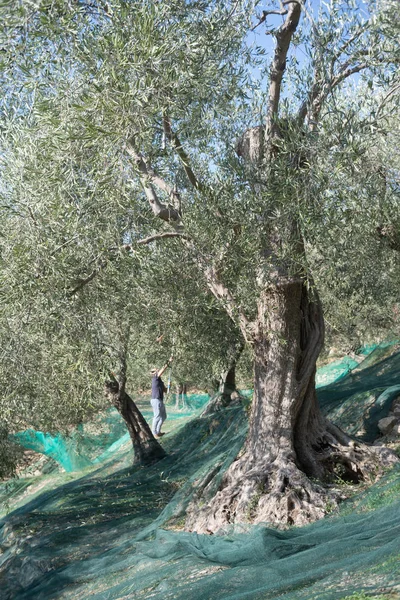 Erntezeit im Olivengarten — Stockfoto