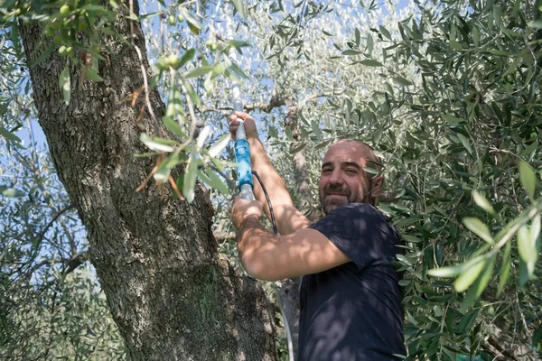 Olivenernte, Provinz Imperia, Italien — Stockfoto