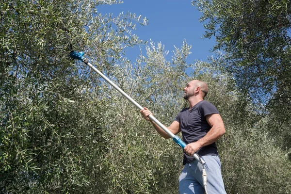 Récolte des olives, Province d'Imperia, Italie — Photo