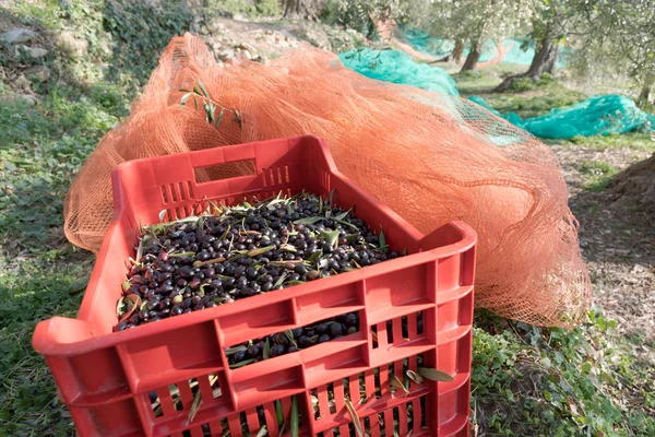 イタリアのオリーブ収穫、 — ストック写真