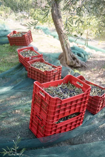 Zbiorów oliwek, Włochy — Zdjęcie stockowe
