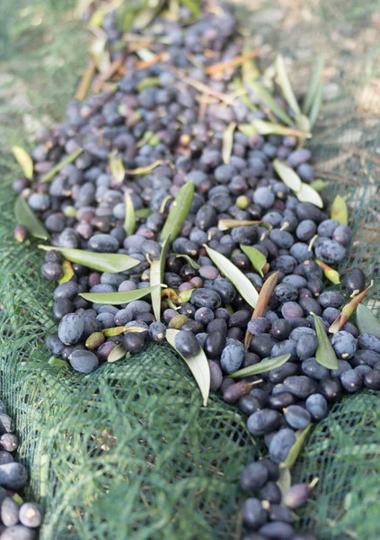 Aceitunas en la red de captura —  Fotos de Stock