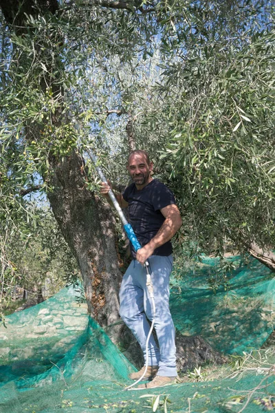 Operaio agricolo sorridente posa in giardino d'ulivo — Foto Stock