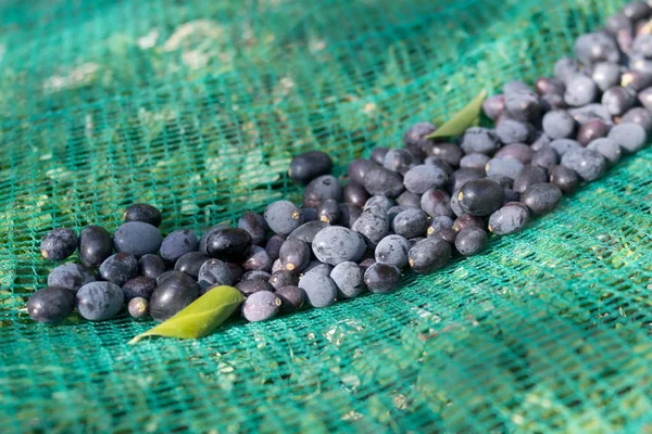 Aceitunas en la red de captura —  Fotos de Stock