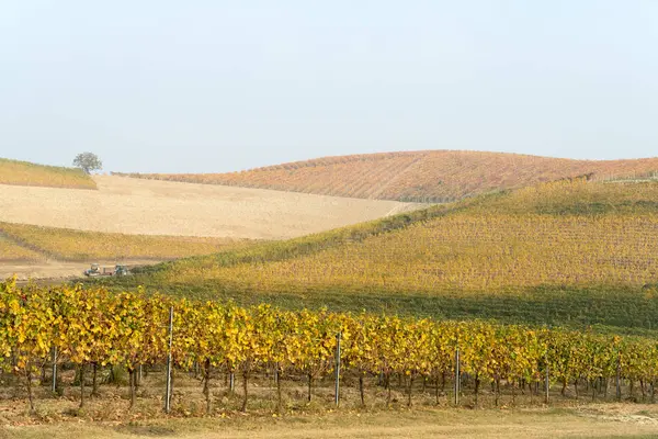 Осенний пейзаж виноградных лоз и холмов в Ланге, Северная Италия — стоковое фото