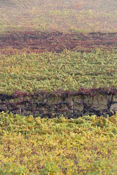 Vine autumn leaves background — Stock Photo, Image