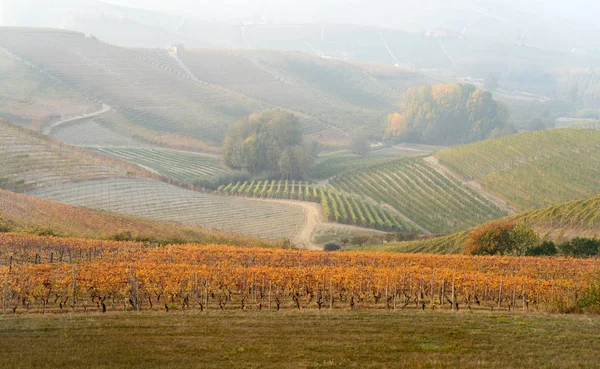 Üzüm ve Langhe, Kuzey İtalya tepelerde sonbahar manzara — Stok fotoğraf