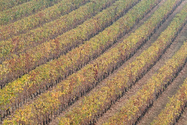ブドウの木とランゲ、イタリア北部の丘の秋の風景 — ストック写真