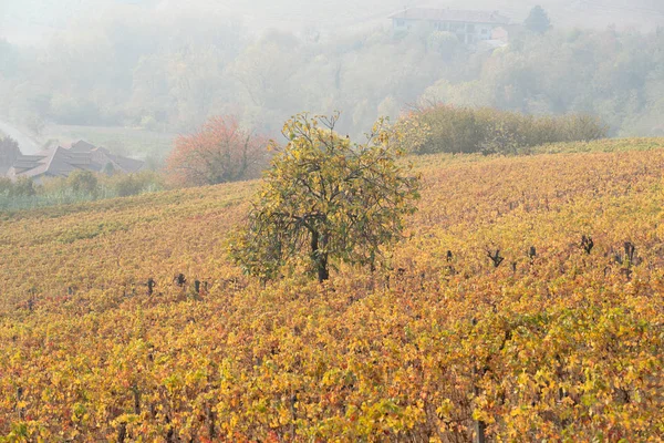 Üzüm ve Langhe, Kuzey İtalya tepelerde sonbahar manzara — Stok fotoğraf