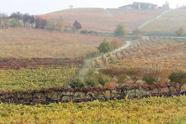 Осенний пейзаж виноградных лоз и холмов в Ланге, Северная Италия — стоковое фото