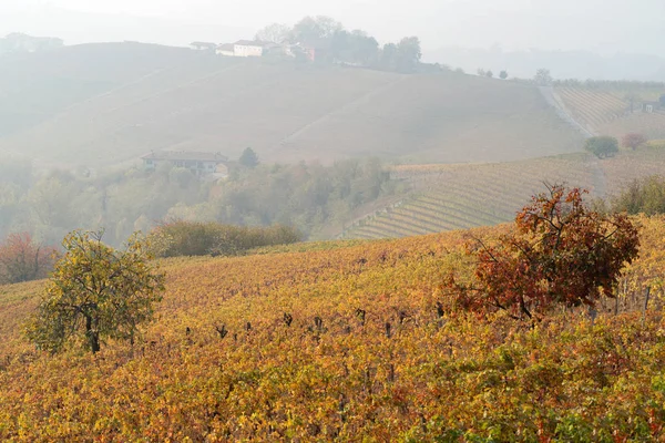 덩굴과 Langhe, 북부 이탈리아에 있는 언덕의 오색 풍경 — 스톡 사진