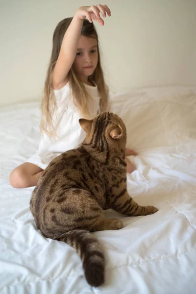 Ребёнок играет с котом — стоковое фото