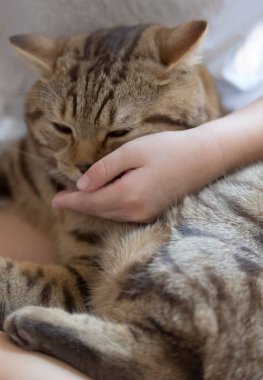 kedi ile oynayan çocuk